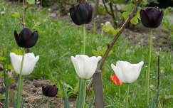 tulipán tavaszi virág