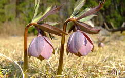 Pirosló hunyor (Helleborus purpurascens) Erdélyben