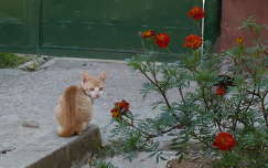 macska bársonyvirág állatkölyök