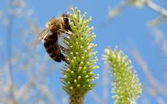Méh a fűzfa barkán