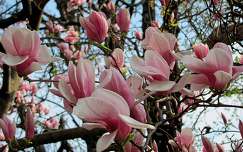 magnólia tavaszi virág virágzó fa