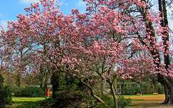 tavasz kertek és parkok magnólia virágzó fa