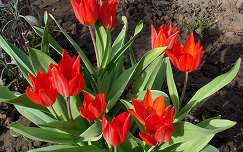 Korai tulipánok