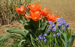 tulipán jácint