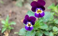 háromszínű árvácska vagy vadárvácska (Viola tricolor)