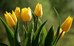 tulipán tavaszi virág vízcsepp
