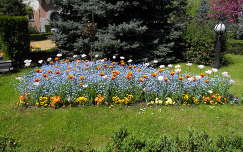 kertek és parkok tavaszi virág