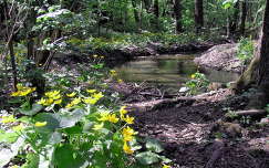 vadvirág gólyahír tavasz patak erdő