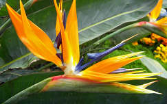 trópusi virág papagájvirág