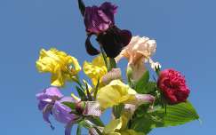 névnap és születésnap tavaszi virág pünkösdi rózsa írisz virágcsokor és dekoráció