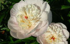Fehér pünkösdi rózsa