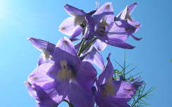 Baracklevelű lila harangvirág