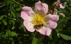 vadvirág méh rovar vadrózsa