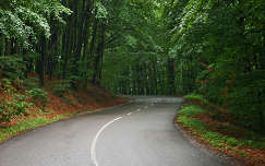 út címlapfotó erdő