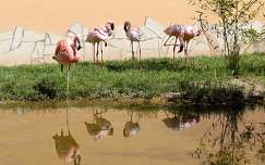 Magyarország, Zoo Győr, Chilei flamingó (Phoenicopterus chilensis)