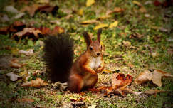 ősz mókus levél