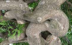 Tihanyi apátság kertjében található csavart fa