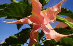 trombita virág