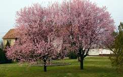 tavasz fa virágzó fa
