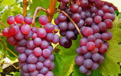 szőlő gyümölcs