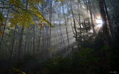 ősz fény címlapfotó erdő