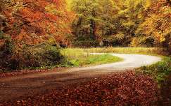 ősz út címlapfotó