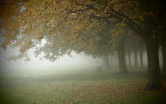címlapfotó pad ősz kertek és parkok köd fasor
