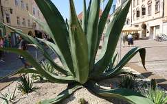 Óriás kaktusz,St.Veit,Karintia