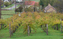 ősz szőlőültetvény