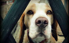 Zénó a beagle