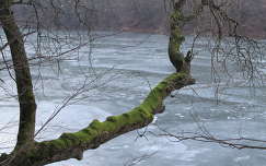 fa folyó moha jég