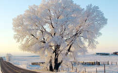 kerítés út fa zúzmara tél