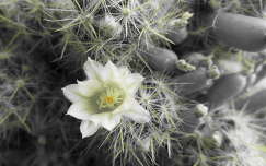 kaktuszvirág kaktusz