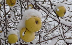 gyümölcs alma tél