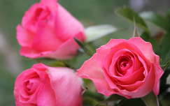 nyári virág címlapfotó rózsa