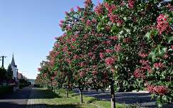 út gesztenyevirág virágzó fa