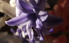 jácint tavaszi virág hangya rovar