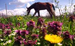 lovak virágmező vadvirág nyár