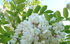 tavasz akácvirág virágzó fa