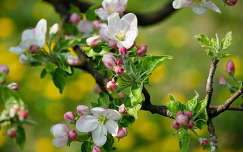 Virágzó almafa