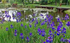 tavaszi virág tavasz írisz kertek és parkok tó