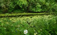 vadvirág írország levél tó