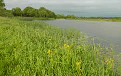 vadvirág írország tó