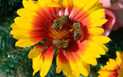 kokárdavirág nyári virág méh rovar