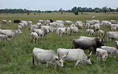 legelésző szürke marhák az Alföldön