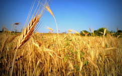 kalász gabonaföld nyár