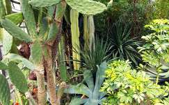 Opuntia kaktusz,agave ,Sefflera
