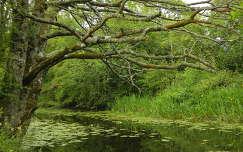 fa írország címlapfotó tó