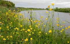 vadvirág írország tó nyár