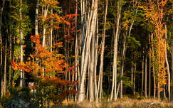 ősz címlapfotó erdő